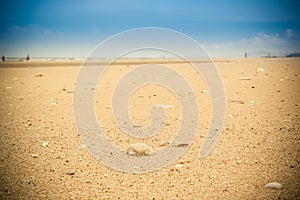 Sea shell on the tropical sandy beach