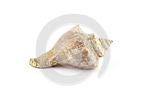 Sea shell, Turbinella.