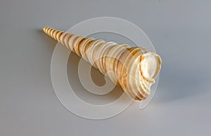 Sea shell Turritella communis on a white background