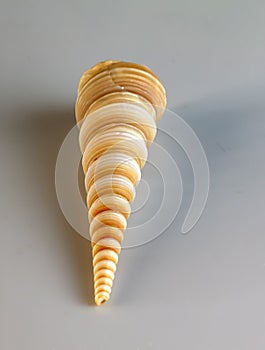 Sea shell Turritella communis on a white background