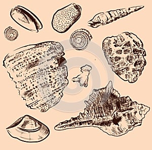 Sea shell vector collection. Original hand drawn