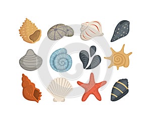 Sea shell vector icons in cartoon style. Set of mollusc. Ocean cockleshell.