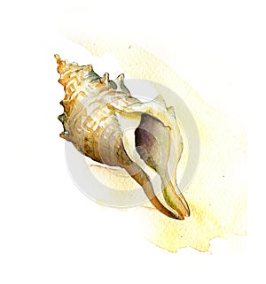 Sea shell. watercolor painting