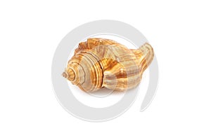 Sea shell on white background