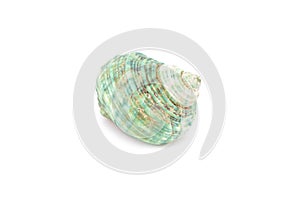 Sea shell on white background