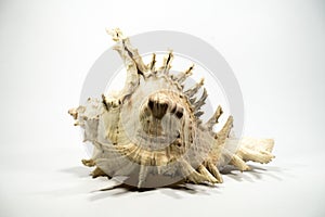 Sea shell on white background