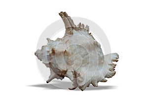 Sea shell with white background wallpaper,