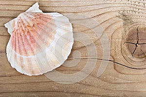 Sea shell on a Wood