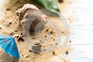 Sea shell on a wooden background with sand