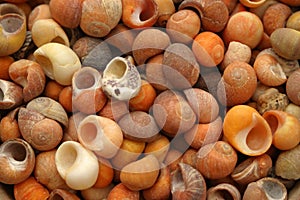 Sea shells