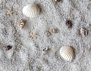 Sea Shells