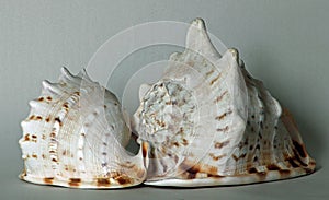 Sea Shells, 2,  Horned Helmet, Cassis cornuta