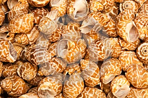 Sea shells