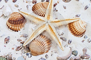 Sea Shells