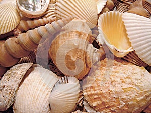 Sea Shells