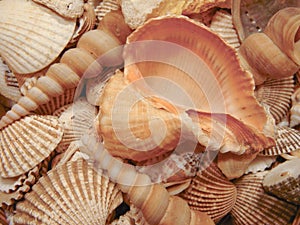 Sea Shells