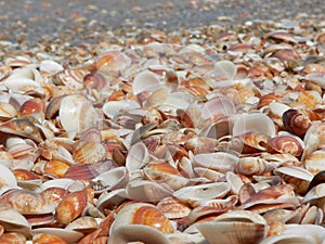 Sea Shells