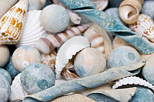 Sea shells