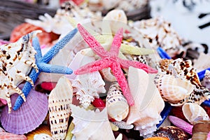 Sea shells