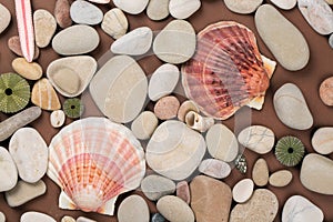 sea shells