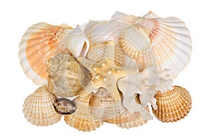 Sea shells