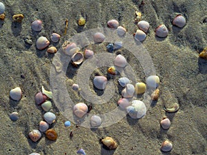 Sea shells