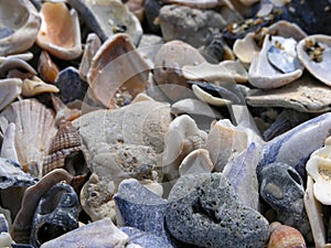 Sea shells photo