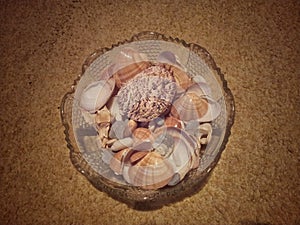 Sea shells