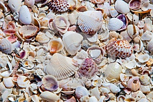 Sea Shells along the beach background
