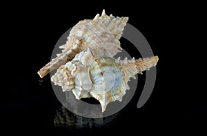 Sea Shells Angaria Delphinus photo