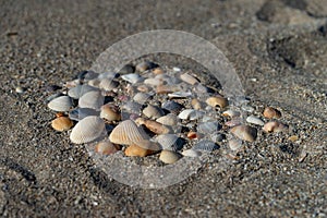 Sea shells arrangement over the greyish coarse sand of Florida coast