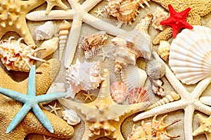 Sea shells as background. Seashells.