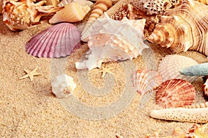 Sea shells as background. Seashells.