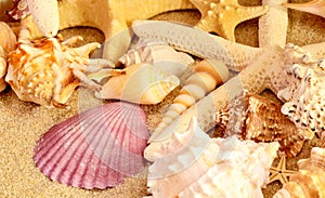 Sea shells as background. Seashells.