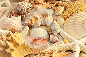 Sea shells as background. Seashells.