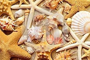 Sea shells as background. Seashells.