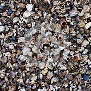 Sea Shells Background