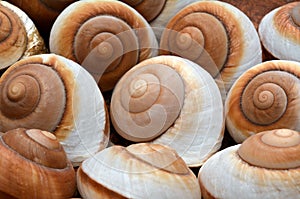 Sea shells background