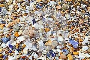 Sea shells background