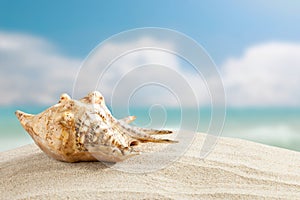 Sea shells are on a background of beautiful sea landscape.