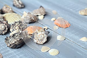 Sea shells background image on light wooden background