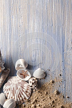 Sea shells on the background of sand. Summer beach