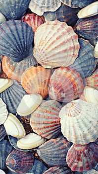 Sea shells background