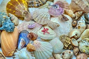 Sea shells background. Sea shells.