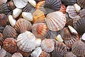 Sea shells background photo
