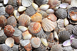 Sea shells background