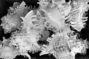 Sea shells