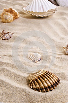 Sea shells on the beach