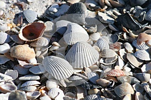 Sea Shells on the Beach 2023 II