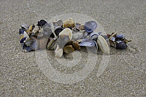 Sea shells on beach